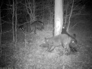 Les Sangliers aux bois - PIE1010 Fonction MMS