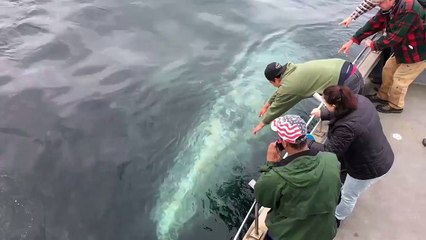 Two Playful Whales Approach Boaters in California