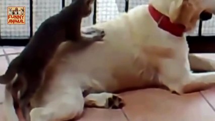New Funny Cats Massaging and Petting Dogs