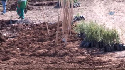 Şahinbey'den 440 Bin Metrekarelik Alana "Çanakkale Hatıra Ormanı"