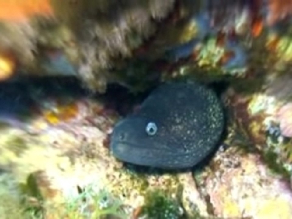 Plongée balise de Sperduto