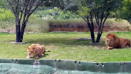 Une lionne tente d'attaquer des visiteurs !