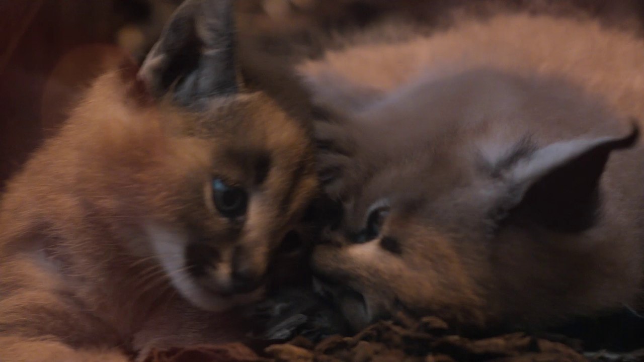 Caracals à la Ménagerie, zoo du Jardin des Plantes
