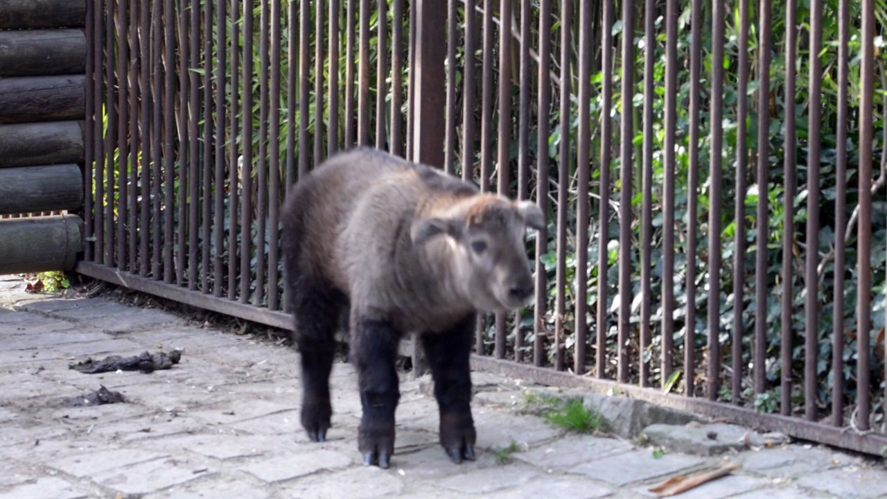 Naissance d'un takin à la Ménagerie, zoo du Jardin des Plantes