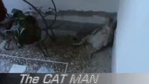FUNNY VIDEOS  Funny Cats   Funny Cat Videos   Funny Animals   Fail Compilation   Cats Fails #2