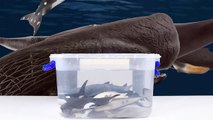 [Ko] Whales in the Toy gift box, Collection (Alive whale toys in my dream) 장난감 고래 선물상자-0F0O
