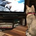 Cat fascinated by video of... cats