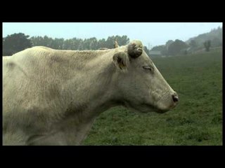 Bovines - Teaser 2 - Au cinéma le 22 février 2012