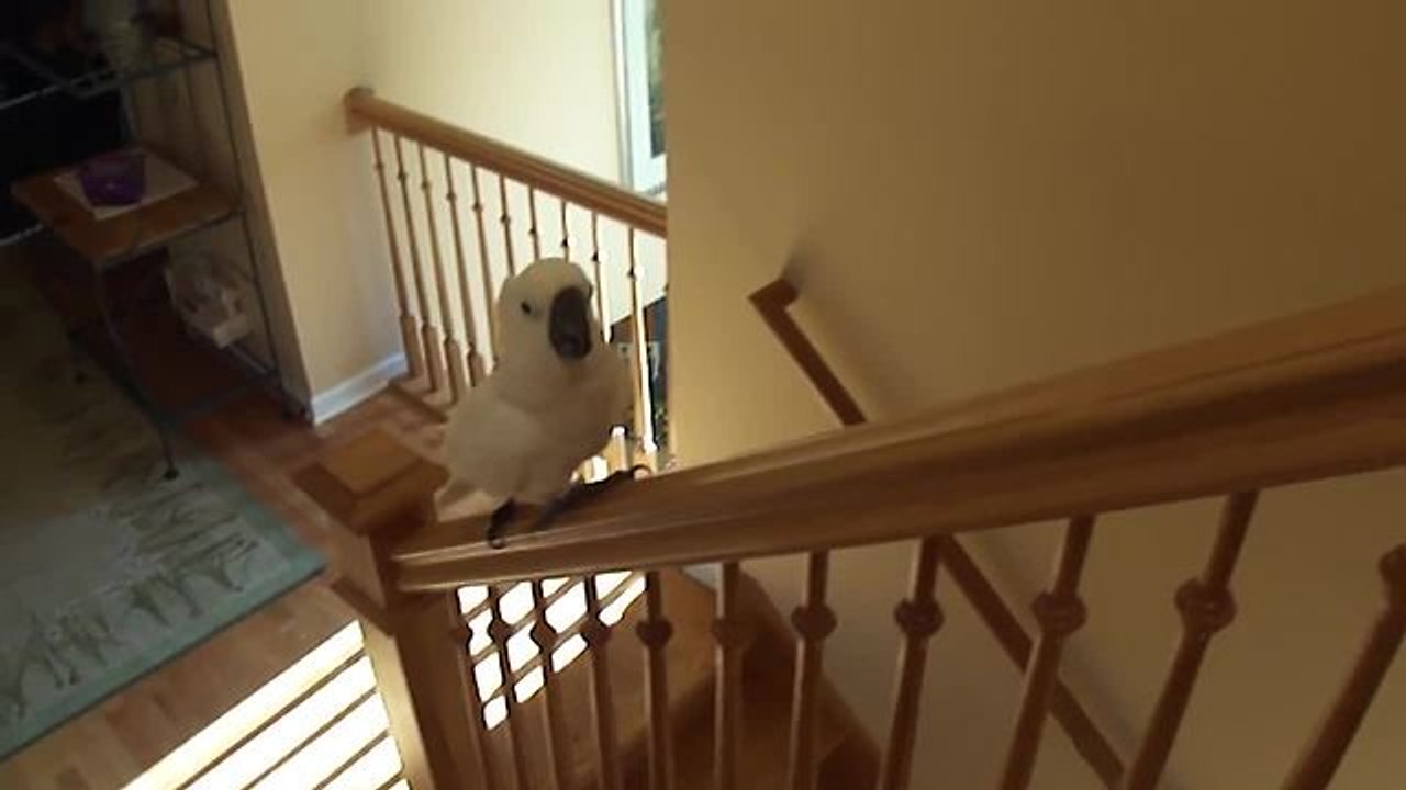 Cockatoo enjoys sliding down railing