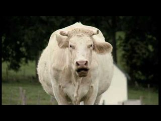 Bovines - Teaser 1 - Au cinéma le 22 février 2012