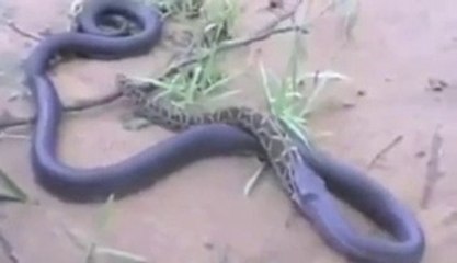 Cobra vs Python - Python Eats Cobra