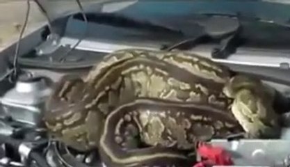 Giant Pythons Man Attack Snake Attack.