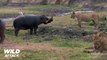 Lion vs Hippo - Lion's Jaw is Breaking Off