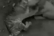 Lion vs Tiger Only Real Action - One Will Finish