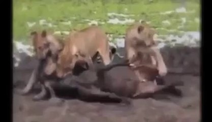 Animal Fights Lion Eating Antelope Testis When It's Alive Brutal Animals Wildlif