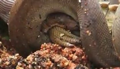 Snake Crocodile Attacked Australia Animal Attacks