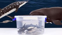 [Ko] Whales in the Toy gift box, Collection (Alive whale toys in my dream) 장난감 고래 선물상자-0F0OBISd