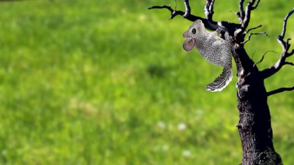 [ko] Let's Make a village of animals  (pig, chinchilla, wild boar, horse, dog)  kids education-XZz