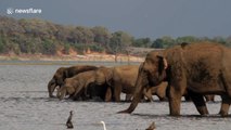 Large family of thirsty elephants gather at watering hole