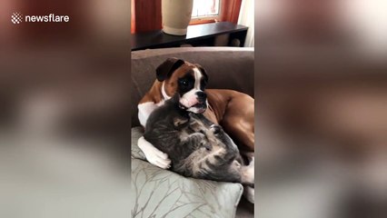 Boxer dog takes care of kitten