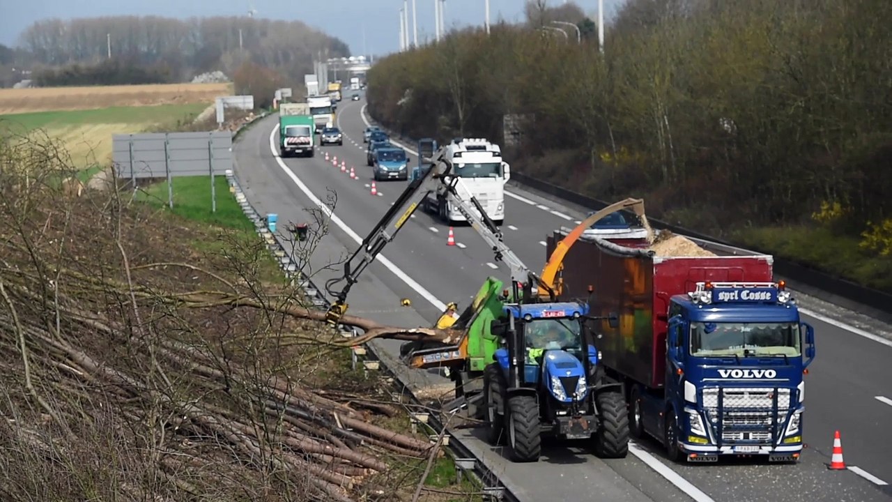 Des milliers d'arbres abattus aux bords des routes wallonnes