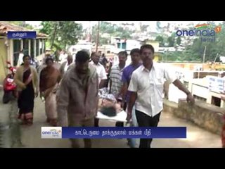 செடி மறைவில் மறைந்திருந்து தாக்கிய காட்டெருமை... மூதாட்டி படுகாயம்- வீடியோ