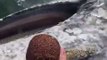 Ces touristes vont vivre l'experience de leur vie en mer : Caresser une baleine