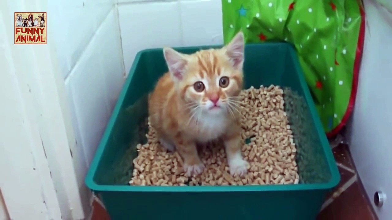 Little Kittens Meowing and Talking New - Pequeños gatitos que meowing y que hablan nuevo