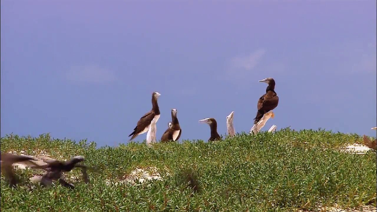 Wildlife.wmv
