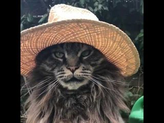 This Cat in a Hat Is Prettier Than a Lot of Humans