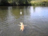 Forget the Doggy Paddle, This Dog Can Do the Breaststroke