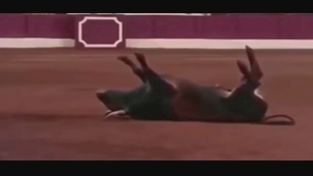 Most popular bull fighting fail top funny moment in bull fighting 10 video clip bull fight 2016 to 2017
