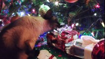 10 Cats That Love Christmas More Than You! Funny Videos - Funny Fails