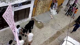 Angry Cow Qurbani  Part 1