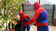 Bad Baby Spiderman vs Venom vs Pink Spidergirl - Shasha and Shiloh - Onyx Kids