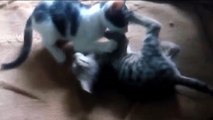 Naughty Kittens playing Part-1 !! Sweet Cats !! Friendly Pets