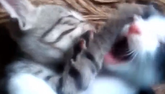 Naughty Kittens playing Part-2 !! Sweet Cats !! Friendly Pets