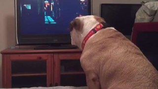 English Bulldog warns girl on TV during horror movie