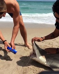 Ouvrir une bière avec un requin