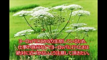 【閲覧注意】絶対近づいてはいけない！世界で最も危険な植物