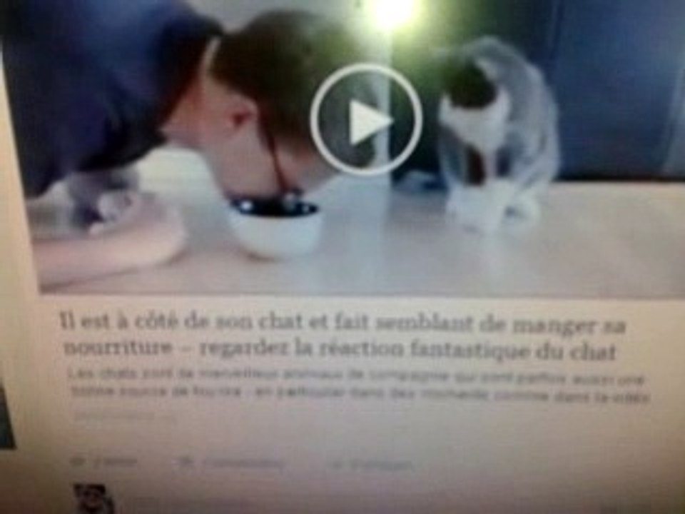 fantastique du chat