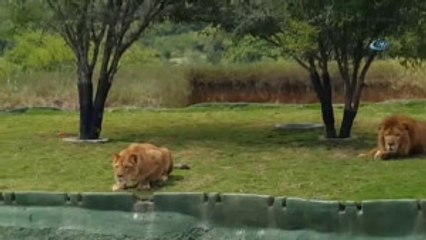 Safari Turunda, Korku Dolu Dakikalar