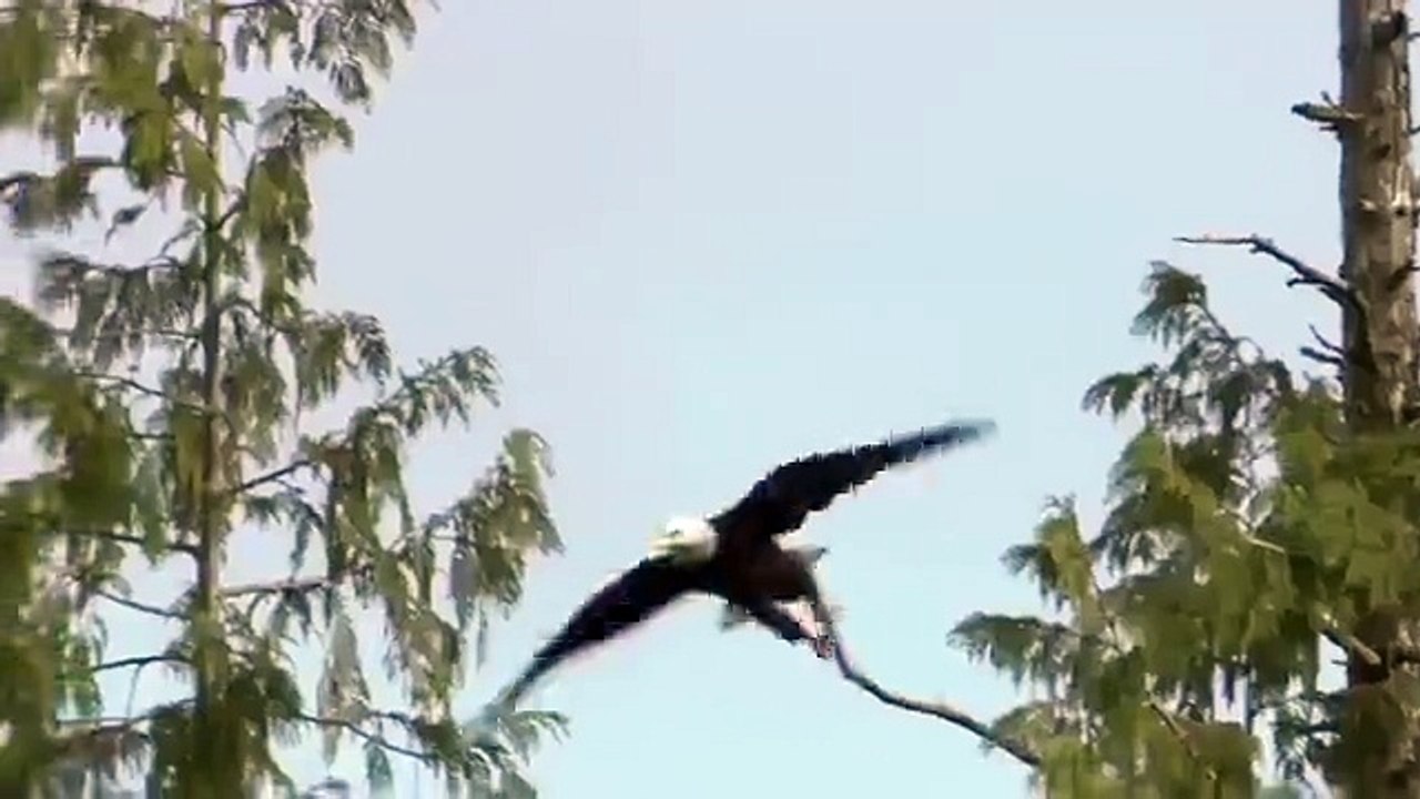Eagle Bird Hunting