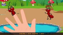 Finger Family Ants Go Marching Family Nursery Rhyme | Animal Finger Family | Children Rhym