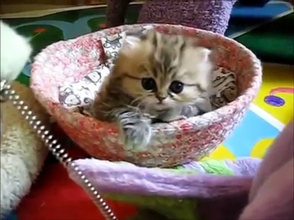 Cute kittens playing