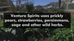 Ventura Spirits | UPROXX Reports