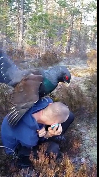 This Capercaillie Just Wants Some Love