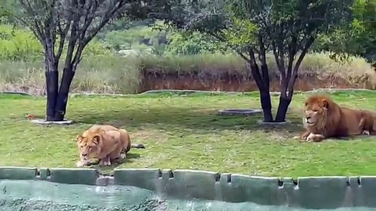 A Lioness tries To Attack Visitors To A Biopark