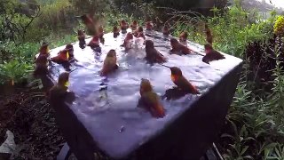 Hummingbird Pool Party