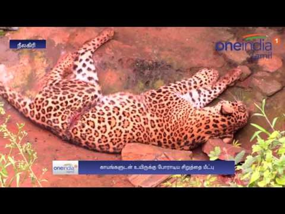 உடலில் படுகாயங்களுடன் வீட்டு வாசலில் கிடந்த சிறுத்தை... பீதியில் உறைந்த கூடலூர் மக்கள்- வீடியோ